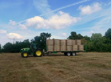 haymaking