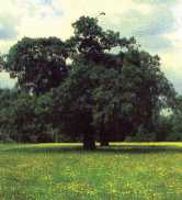 Tree on common
